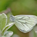 Green-veined White (Pieris napi) Alan Prowse